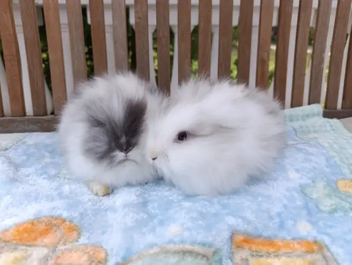 Oba sourozenci. Vlevo sameček, vpravo samička