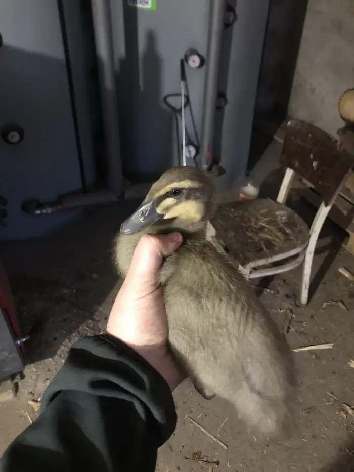 Zhruba 3-4 týdenní dnes má 7 týdnu