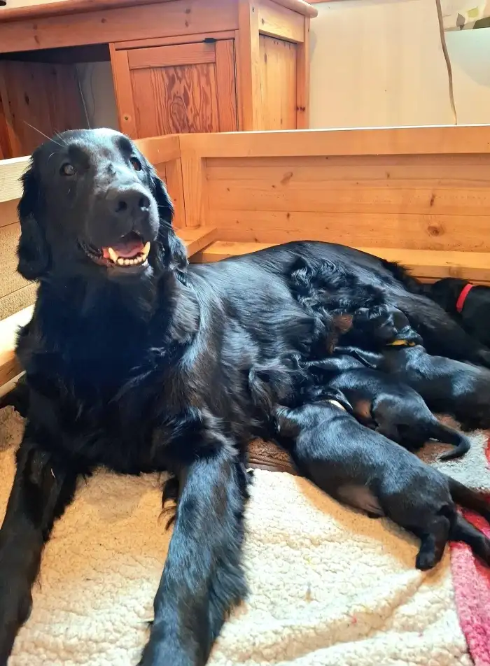 Máma Sheree a šestka štěňátek.