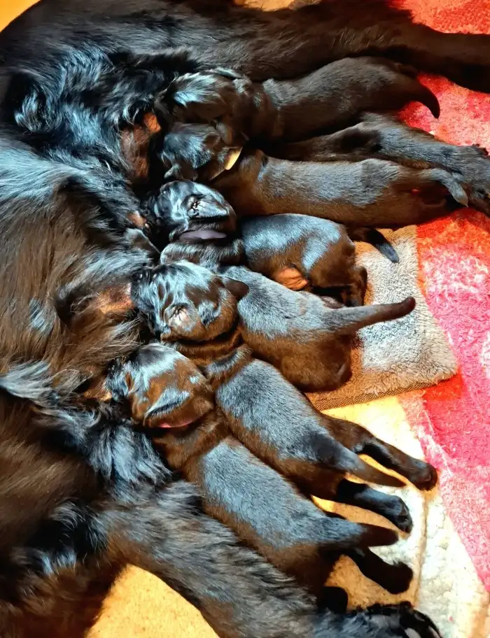 Vzorná maminka, vzorná štěňata.