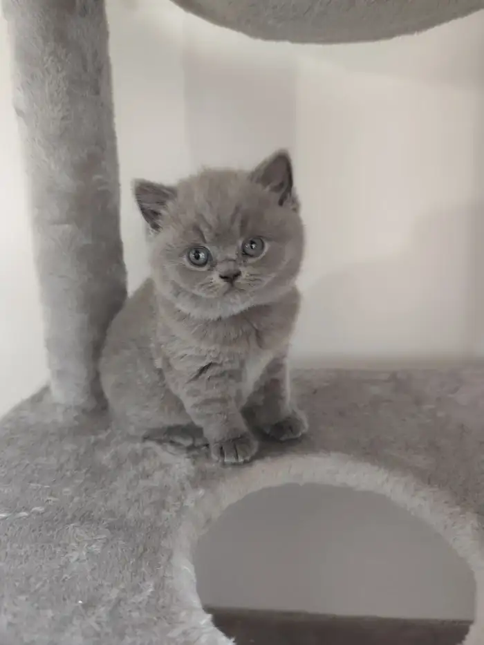 Mimi