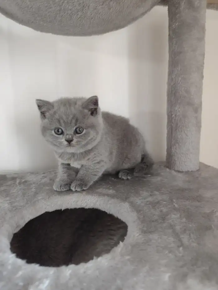 Mia