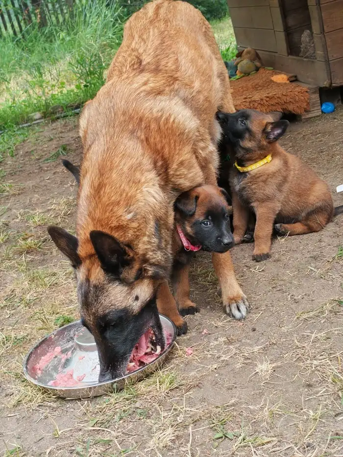Štěňata s matkou