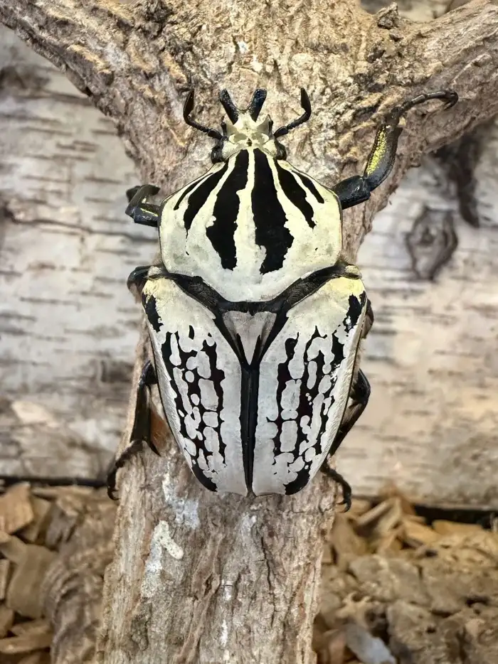 Goliathus orientalis
