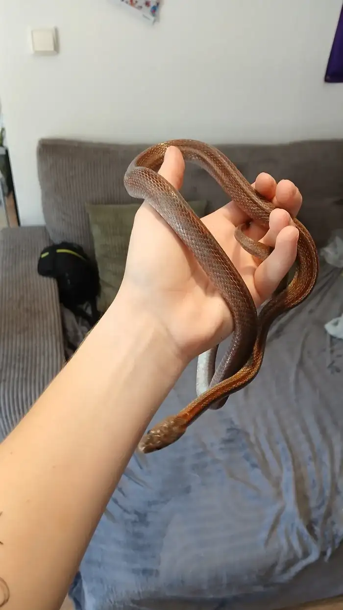 Diffused stripe samice