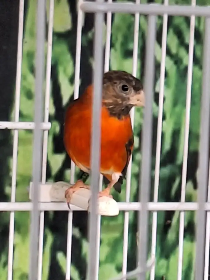 Čížek ohnivý hnědý 1.0 foto2