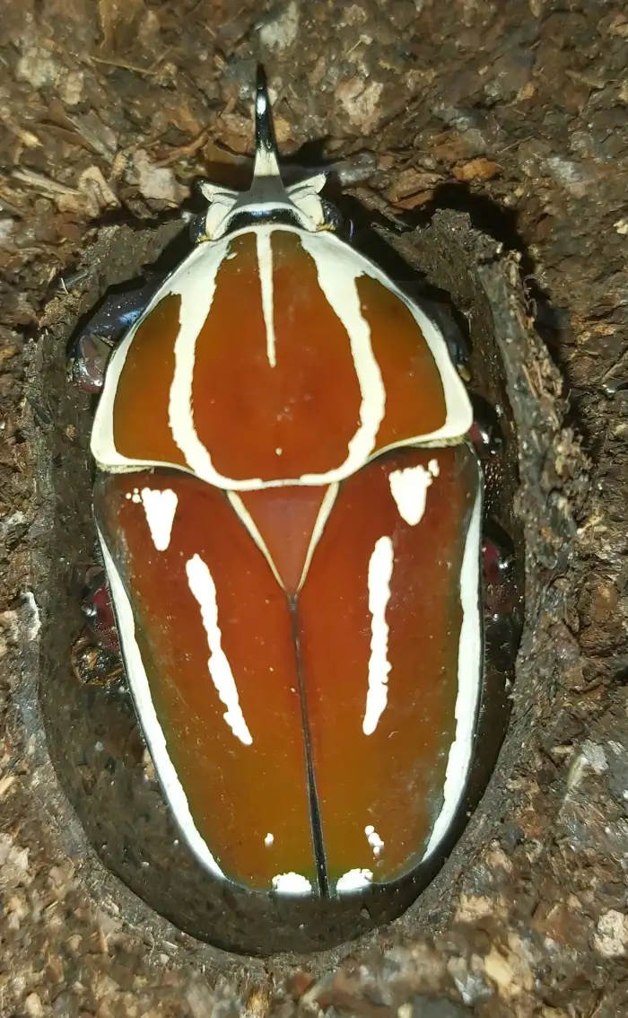Mecynorhina torquata ugandensis