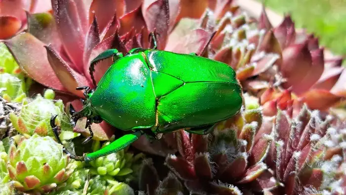 Dicronorrhina micans