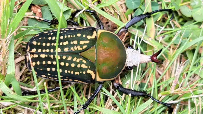 Megalorrhina harrisi