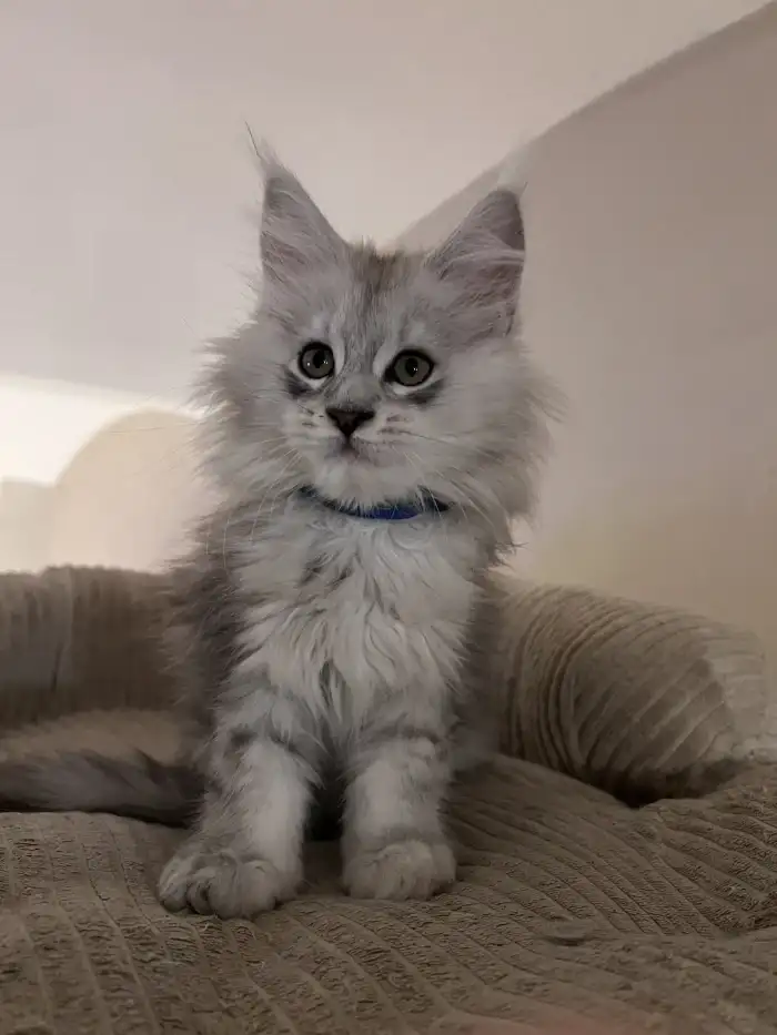 Prince