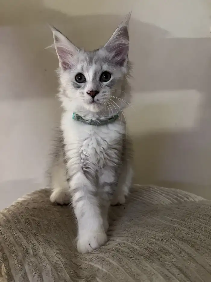 Poppy