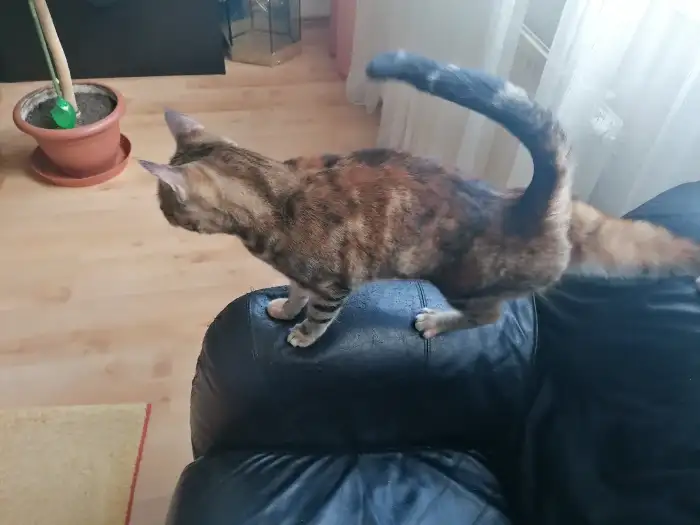 Kočička
