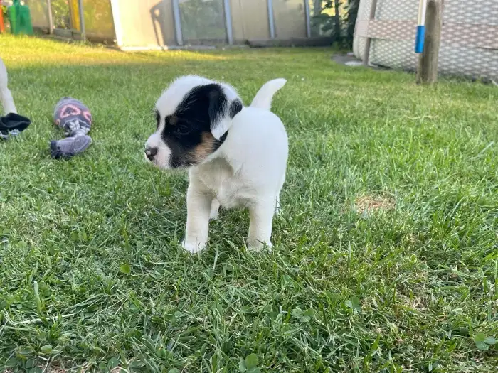 fenka Dottie