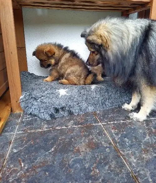Gera a mamka Cinderella Wanatri