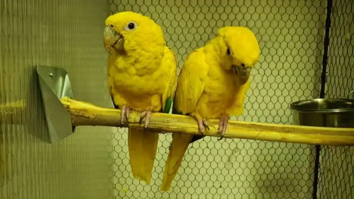 Aratinga žlutý (Foto: Jan Potůček, Ararauna.cz)