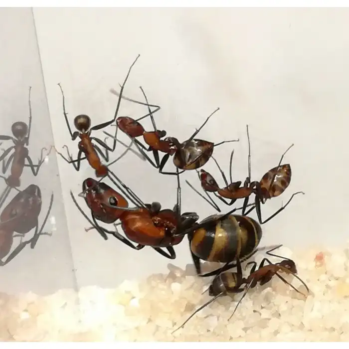Camponotus habereri, královna s dělnicemi