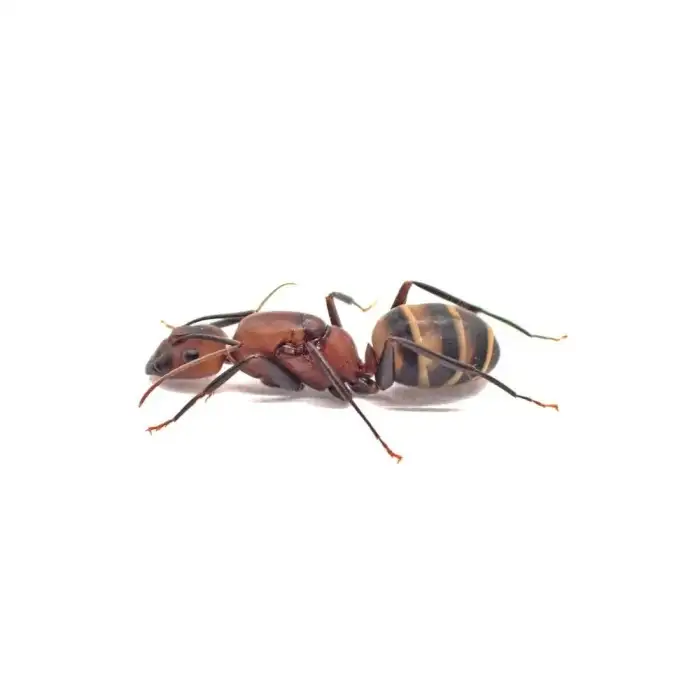 Camponotus habereri - královna