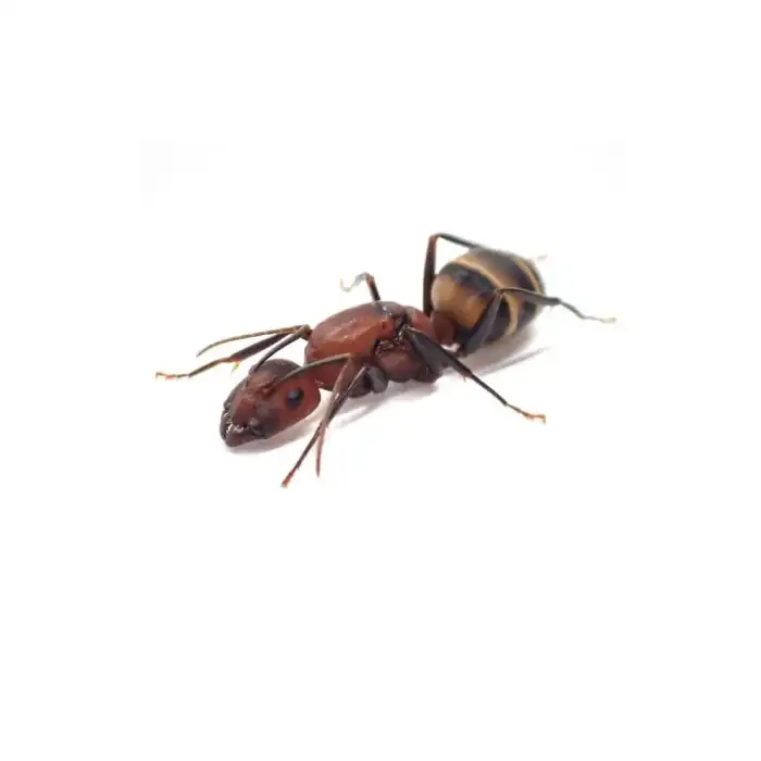 Camponotus habereri - královna