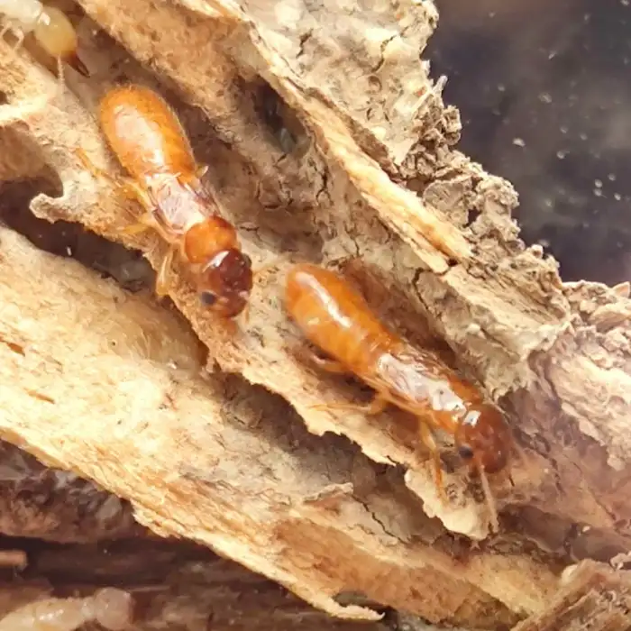 Termit Coptotermes formosanus Shiraki