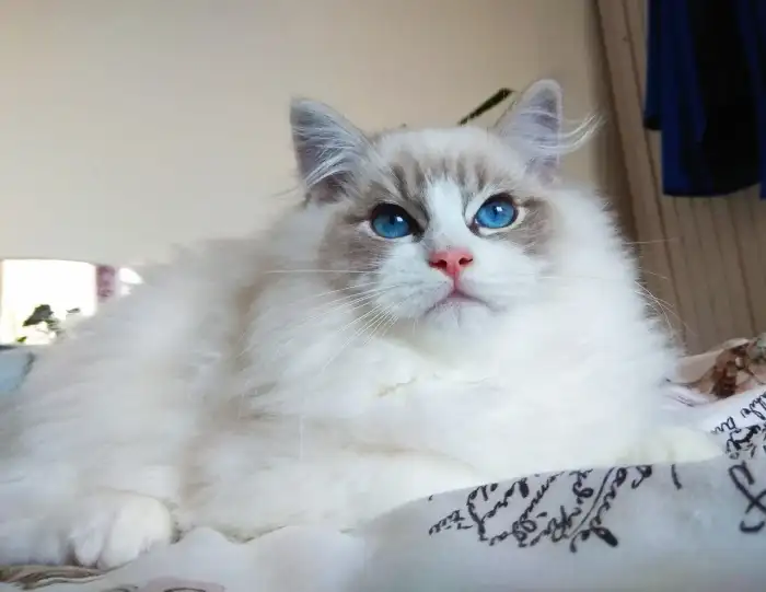 tatínek