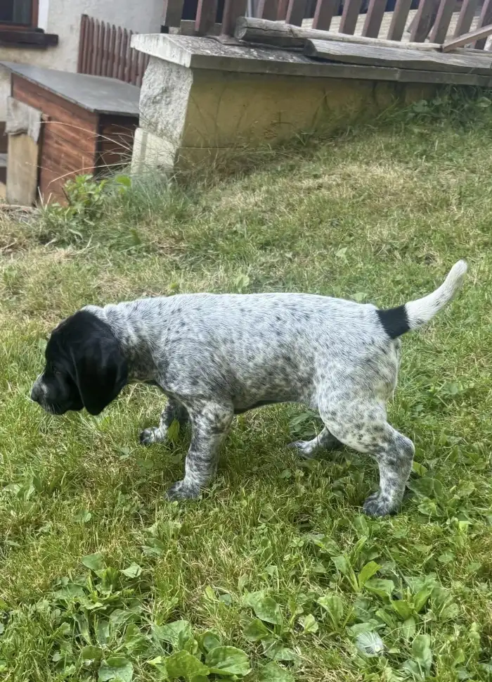 Fenka Dina