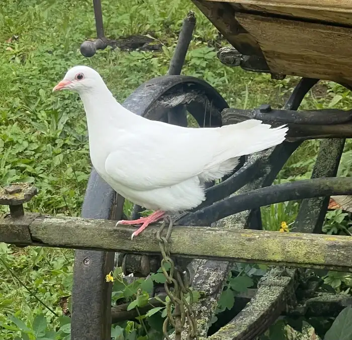 Kaliforňák