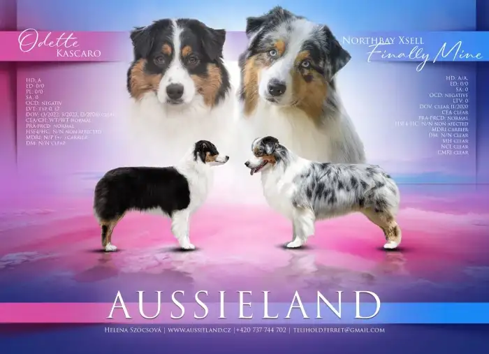 Australský ovčák - rodiče - Aussieland