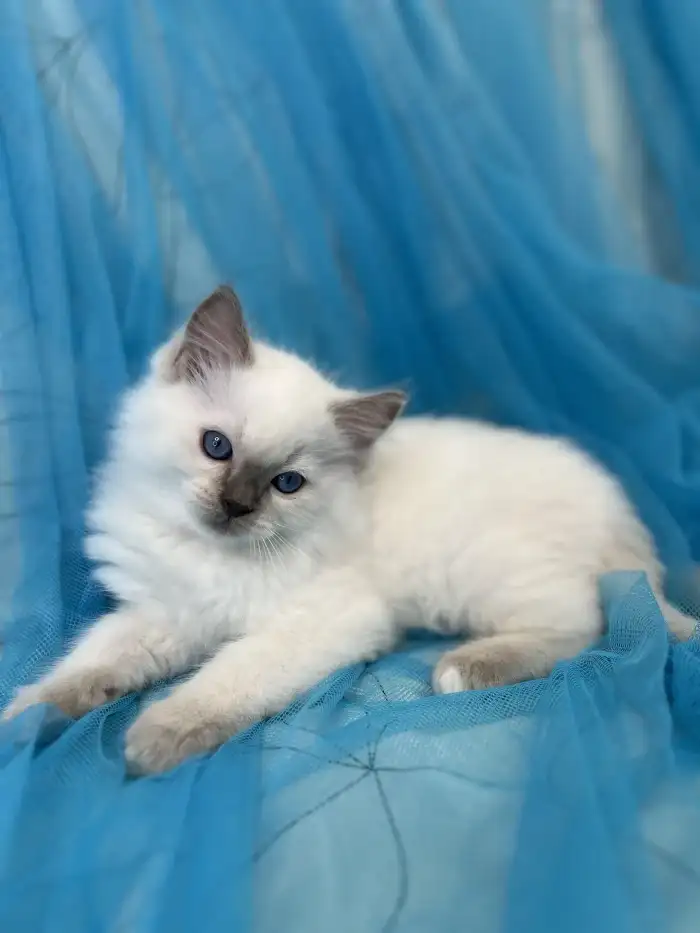 Boo
