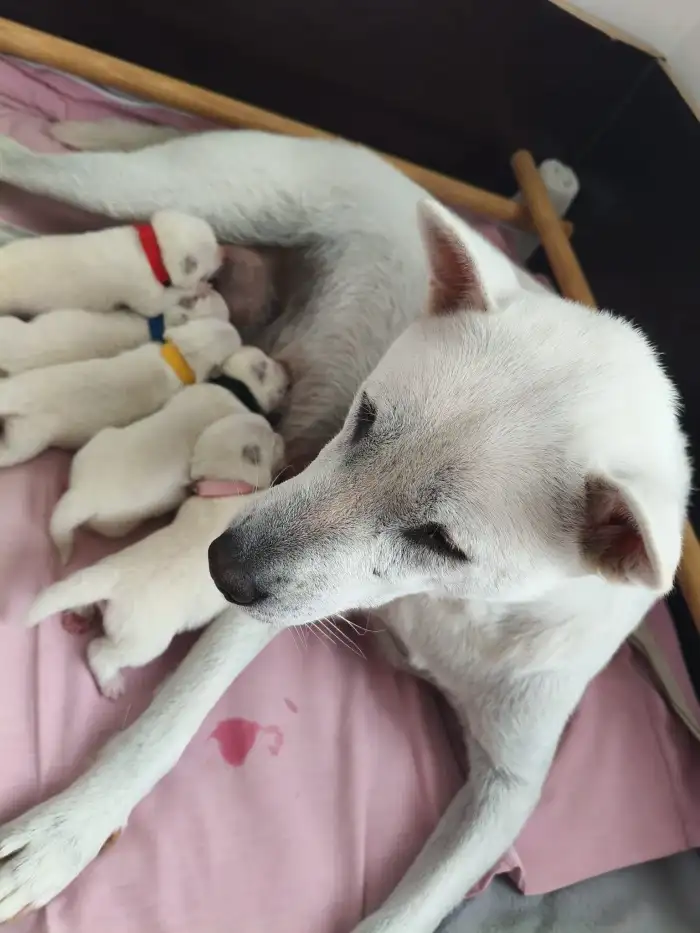 maminka a štěňátka pár dnů po porodu