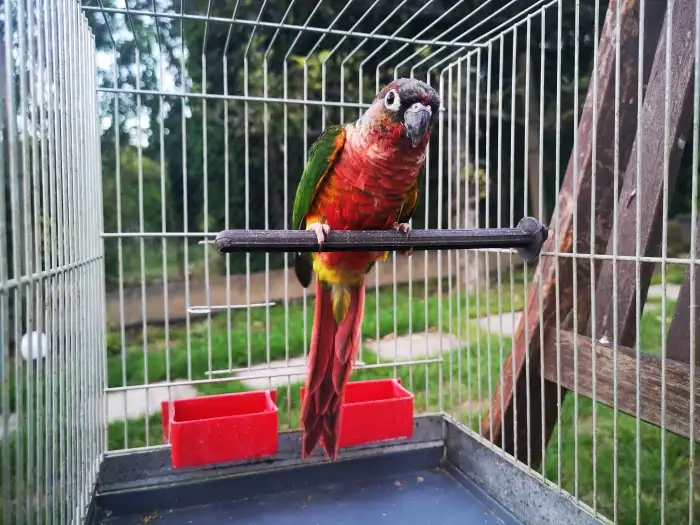top red opalin