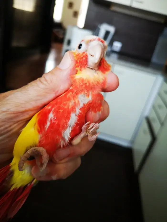 top red suncheek