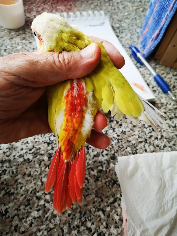 top red suncheek