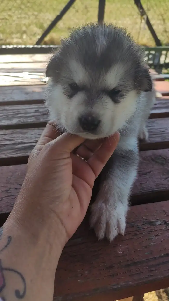 Fenka