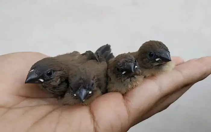 poslané falešné foto