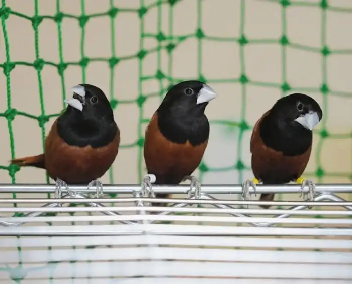 poslané falešné foto