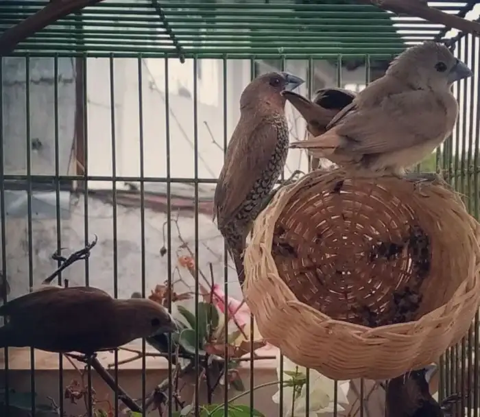 poslané falešné foto