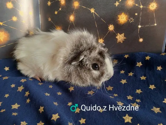 Bílý - aguti černý/bílý ( stříbrný)