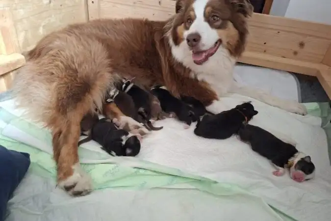 Pocahontas s vrhem A