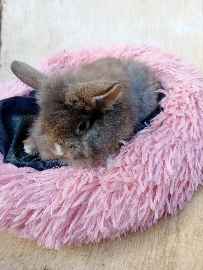 Havana divoká s bilou