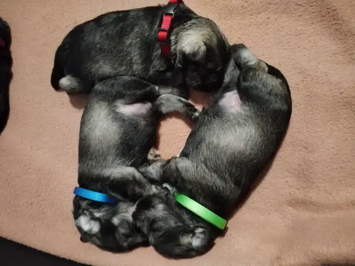 Naši kluci, ležící a spící.