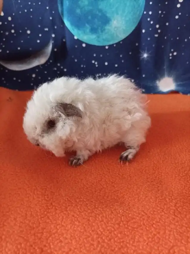 Athis Peruvian World