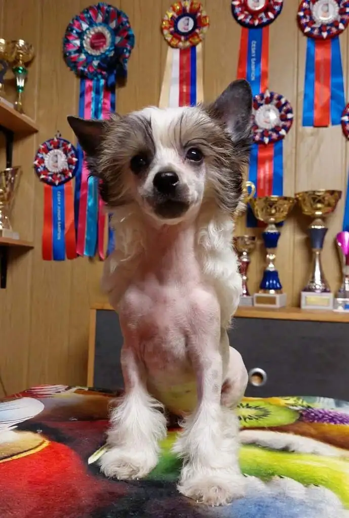 Atletic Star Cool Lady