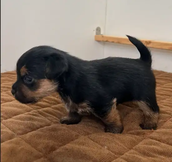 Holčička - černá