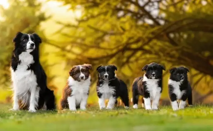 fenky  s maminkou č.1