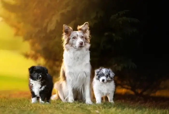 čb fenka s maminkou č.2