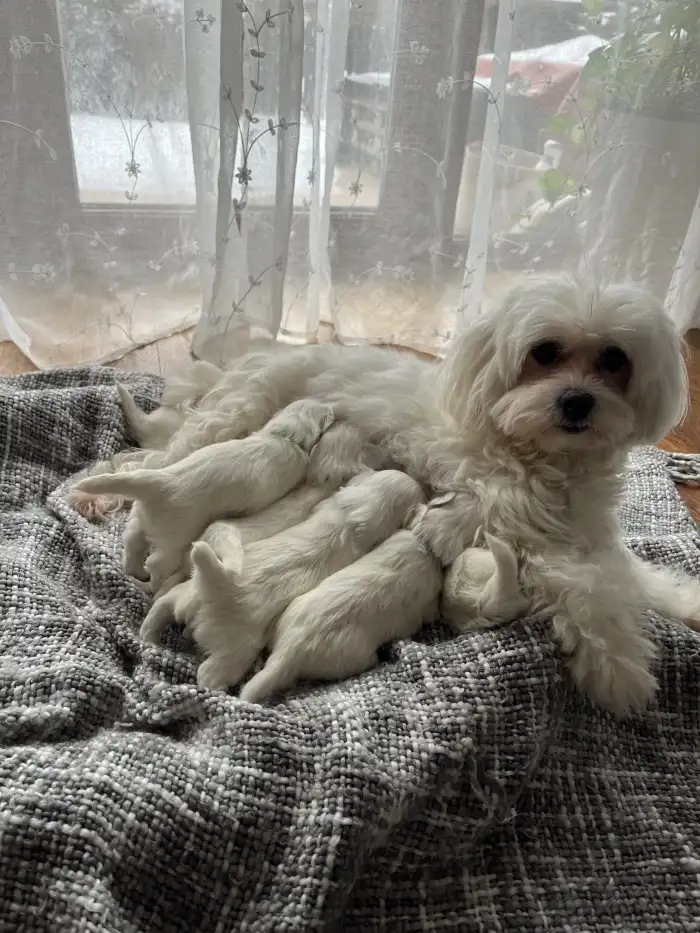 Maminka se štěňátka