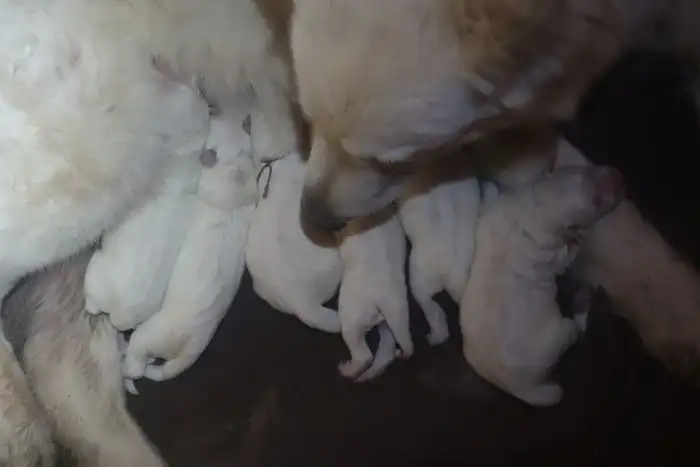 Při porodu - na Valentýna