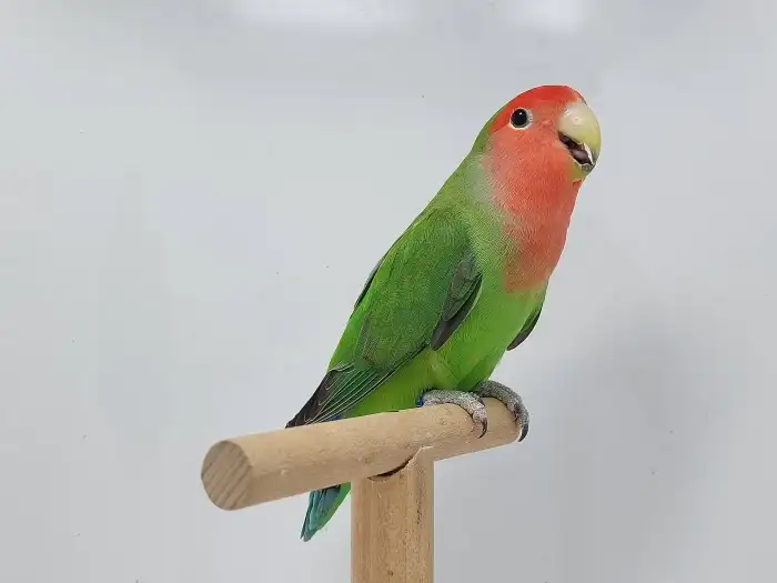 Dospělý, vybarvený