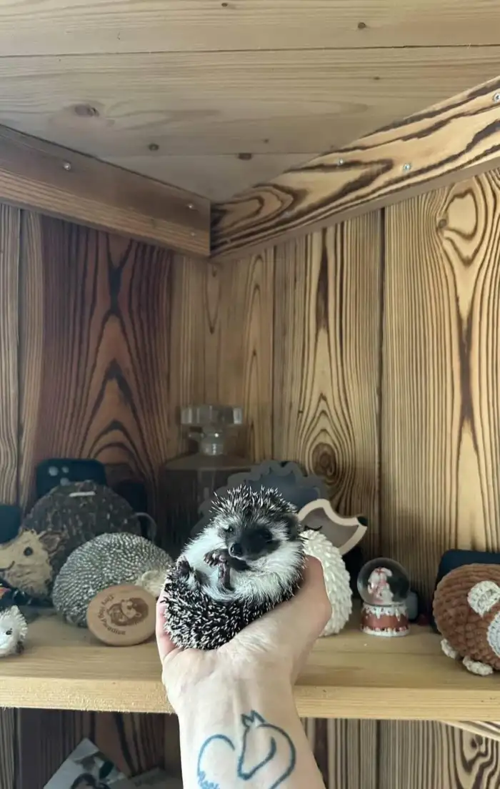 TOP Hollis, narozen 24.1.2026