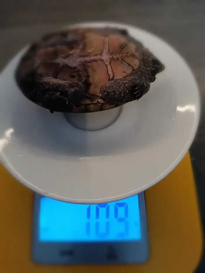 Číslo 5- odchov váha